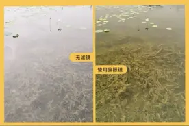 怎样消除反光，拍摄水面下的物体？－摄影早自习第1394天图片