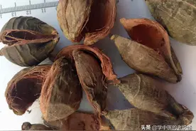每日学习一味中药——大腹皮图片