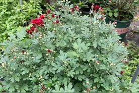半年时间给球菊换了两次盆，从栽种到爆盆，总结了这几点图片