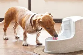 狗狗总是舔着喝水，真的能喝到水吗？真相没有你想象的那么简单！