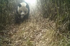 野生滚滚在德阳九顶山生活啥样？走，一起去看看图片