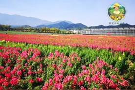 各种花卉育苗技术参考指南图片