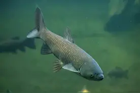 原来大鱼进窝会有这些现象，老钓手一说，让我茅塞顿开图片