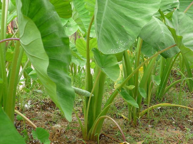 农村5种地下蔬菜，全程不长虫不用打药，种下去就有得吃的懒人菜