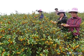 年需求6000吨，曾引农民跟风种植，如今多地遇难卖，沦为野菜图片