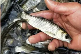 草鱼全饲料养殖每天要吃多少饲料？图片