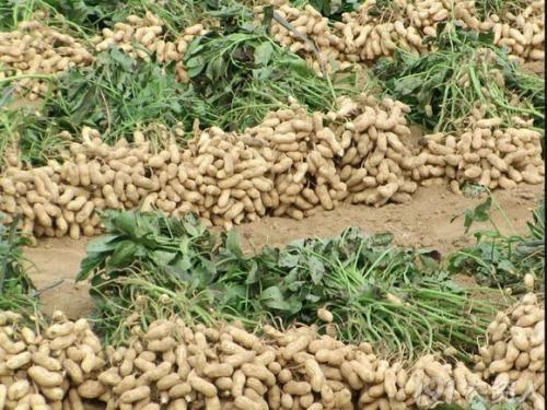 农民种花生，关于使用花生三遍药，给大家一些建议