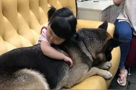 小女孩抱着德牧玩儿，竟然睡着了！狗狗见状完全不敢动图片