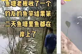 安徽一鱼塘当晚被清塘，到底是谁的错？钓鱼人：别让我们背窝图片