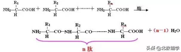 「高考·生物」高中生物重要规律性关系、公式精华汇总