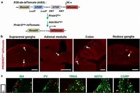脑科学日报：神奇的针灸！中美科学家揭示针灸的神经解剖学机制图片