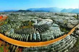 砂糖桔：成也修仁，败也修仁图片