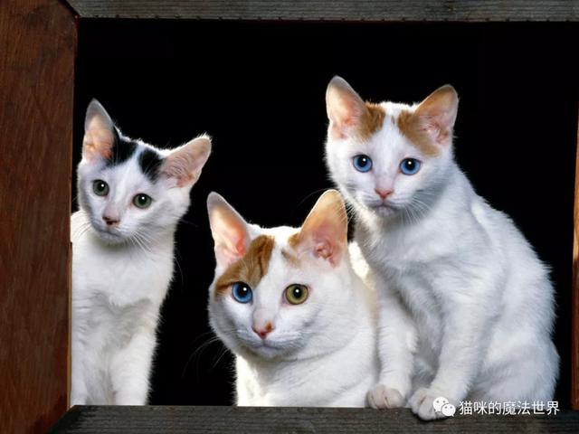 土耳其安卡拉猫 土耳其安哥拉猫和狮子猫的区别(图13) 土耳其安卡拉猫 土耳其安哥拉猫和狮子猫的区别(图13)
