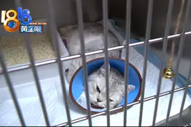 喵星人“短短”两次就诊，得了心脏病还是肺炎？图片