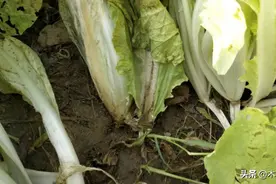 引起白菜腐烂的这种病害，每年易发难治，危害大，打什么药防止好图片