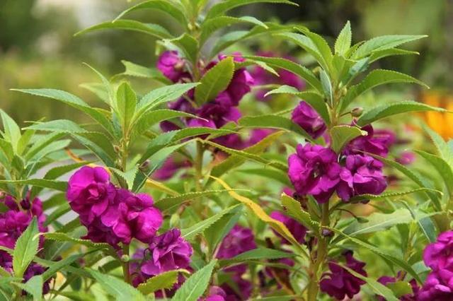 涂甲油胶花型 2025年涂甲油胶花型怎么涂