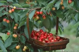 买樱桃不如种樱桃，阳台盆栽上几盆，绿色健康又好吃！图片