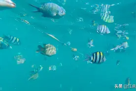 哪些不当行为导致鱼缸硝化系统崩溃？硝化系统崩溃如何补救？图片