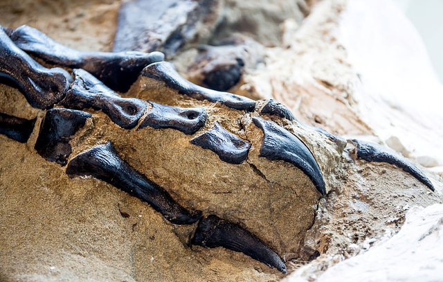 6700万年前“双龙决斗”化石被发现，霸王龙与三角龙谁厉害？