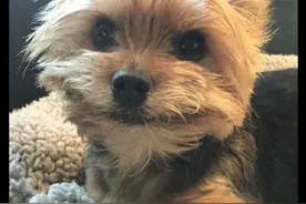 狗狗天生长着一副笑脸，而且是那种尴尬而不失礼貌的微笑，好治愈图片