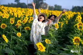 盐都千亩向日葵丰收了！看，瓜子是这么来的……图片