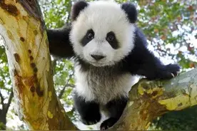 比大熊猫还少的九种国宝级野生动物，斑鳖仅一只，远东豹濒临灭绝图片