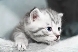 小时候的猫咪和狗狗更可爱哦图片