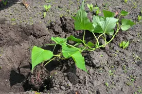红薯种植季节，扦插红薯苗上部冻死而下部活着，最终还能生长吗？图片