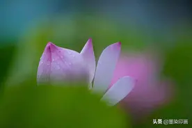那么多人都喜欢拍的夏日荷花，如何用手机拍出彩、更显意境？图片