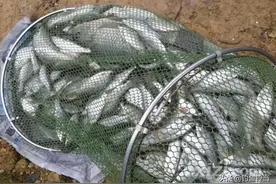 怎样野钓小白条？这个问题可能老钓手都不知道怎么回答，值得收藏图片
