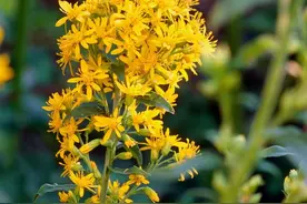 加拿大一枝黄花到底是什么？专家科普：被称恶魔之花 必须围剿铲除图片