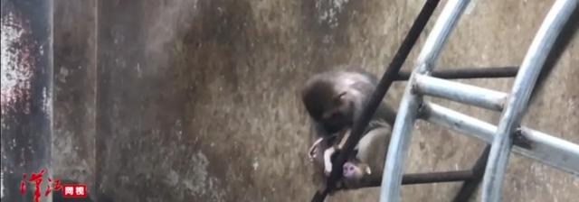九个震撼人心的真实故事：动物母爱不输人类，看得人落泪