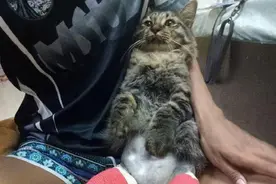 猫咪脚受伤了，在宠物医院包扎出来以后就成了这个样子......图片