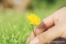 “四吃”蒲公英：凉拌蒲公英，蒲公英炒肉丝，蒲公英汤，素炒蒲公英...图片