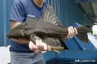 清道夫终于出现了天敌？成吨的清道夫被一扫而光，简直太厉害了图片
