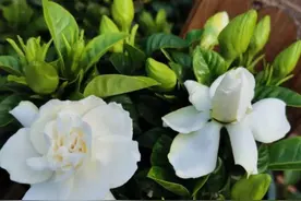 栀子花养护难度大？教你三个养殖方法，栀子花也会变得好养图片