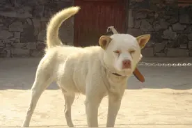 大家容易忽视的土狗图片合集图片