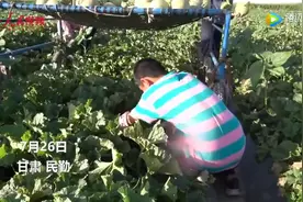 11岁男孩暑假每天帮爷爷奶奶搬瓜：心疼爷爷奶奶太累，长大后想当兵图片