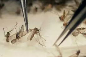 专家投放10亿转基因蚊子，“超级蚊子”出现，宝宝被咬要注意图片