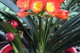 这6种花不能喷水，很容易烂叶烂根，快停手图片