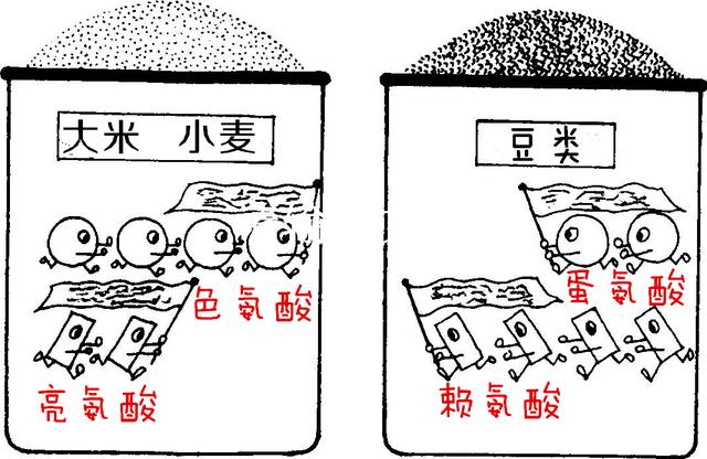 蛋白质大学问，天天都在谈的蛋白质，今天就来认识下