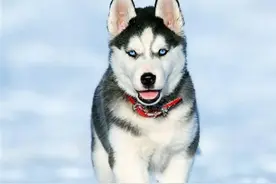 俄罗斯名犬西伯利亚雪橇犬，傲然屹立于冰天雪地图片