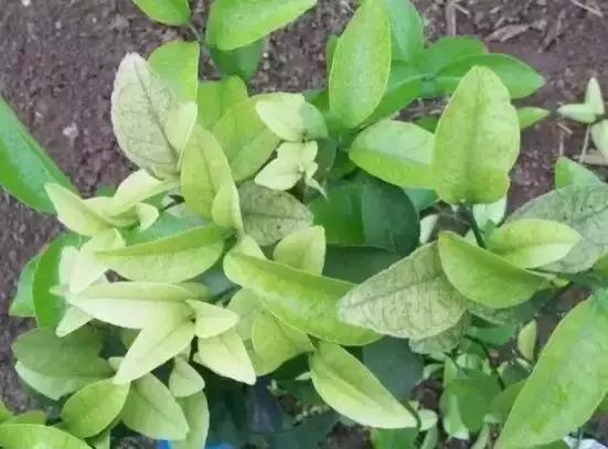 果树“缺铁”是什么原因造成的？50%的果农不清楚