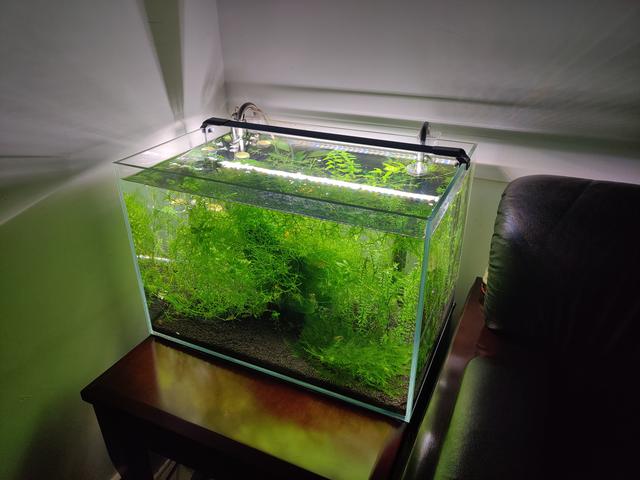 玩草缸不知从何入手？其实不难，5步打造漂亮的水草缸
