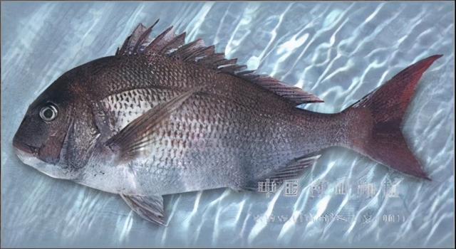 西沙群岛的鱼西沙群岛动物图片