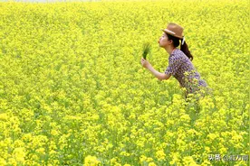每年5、6月是游览观赏绿江美景的最佳时间！哇，油菜花海图片
