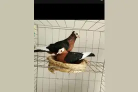 观赏鸽之鸽棚修建图片