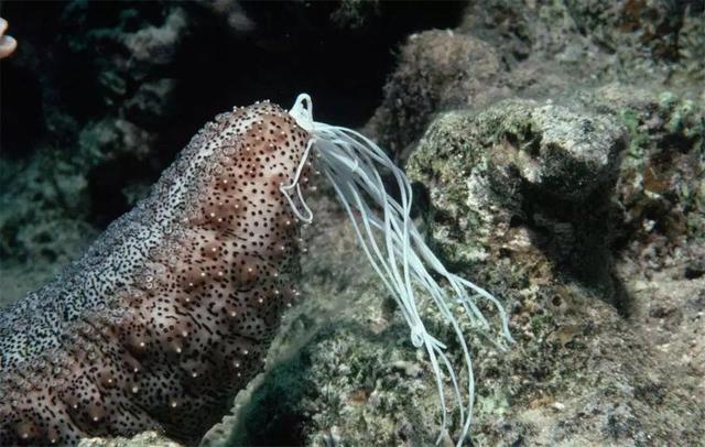 海鞘为了生存能有多狠？吃掉自己的脑子，从动物变成“植物”
