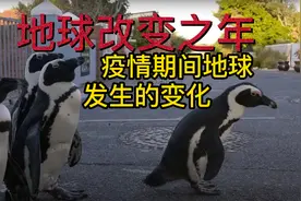 疫情期间地球发生哪些变化《地球改变之年》野生动物发展之年？图片