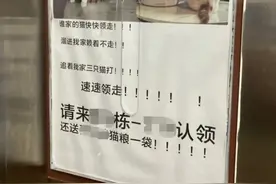 猫进家门赖着不走，女子电梯贴失猫招领走红，网友起哄养下去图片